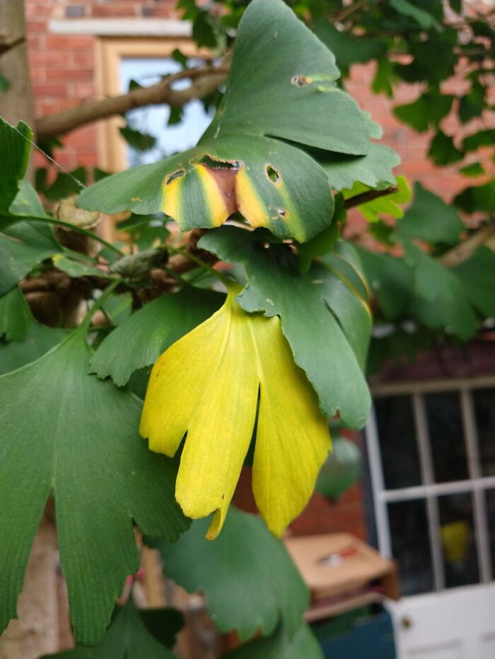 First Gingko Leaf To Change