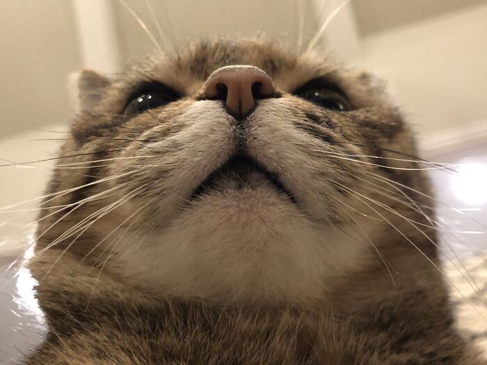 I Meant The Title Of This Post To Say “Describe Yourself To Ai” But Autocorrect Changed It Lol