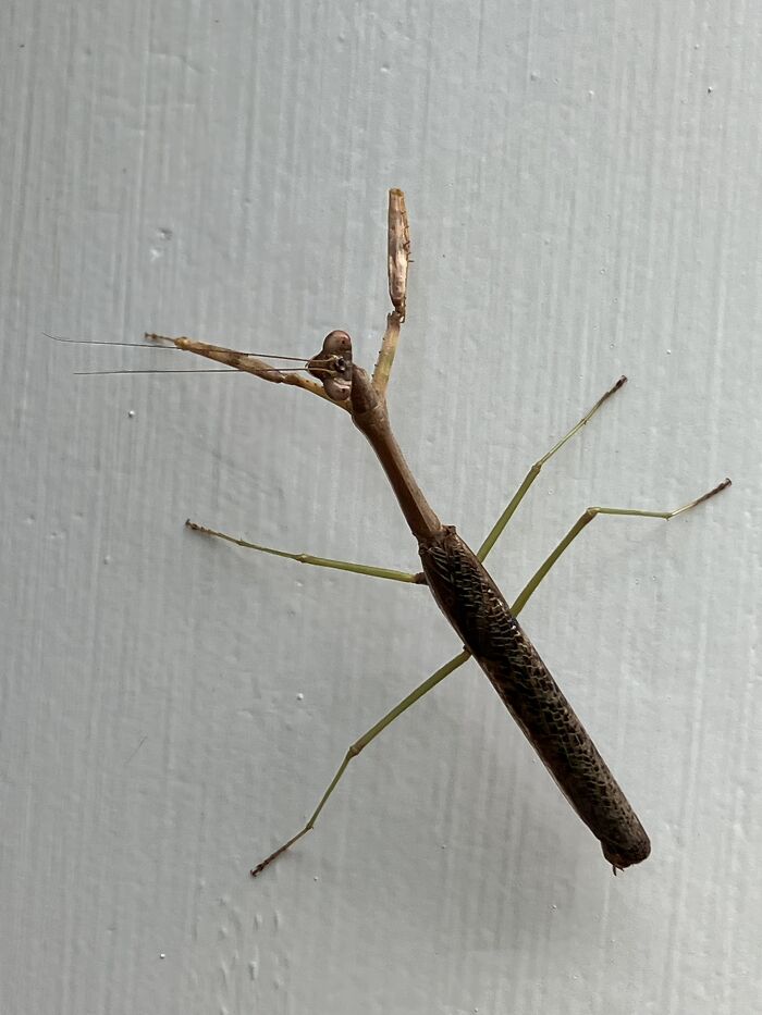 Praying Mantis!