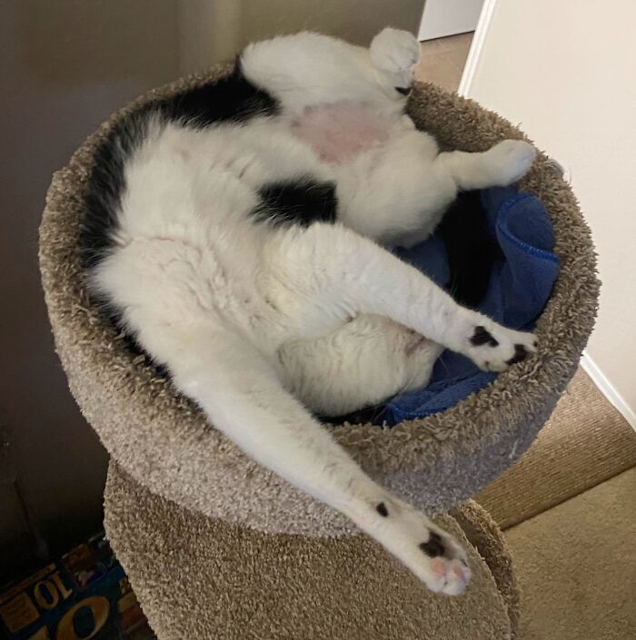 Squeaks In His Condo