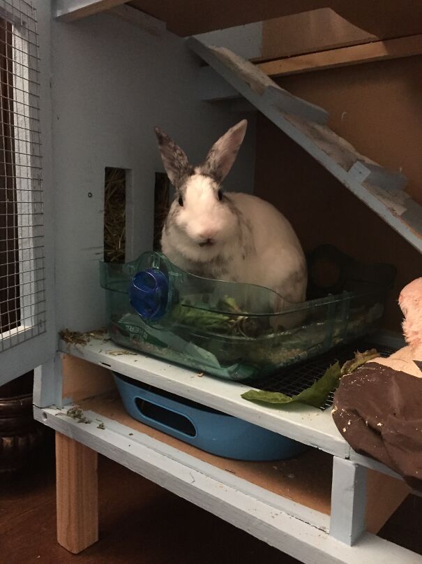 The 60-70 Bucks I Spent For My Buns Cage (I Built It Myself Hehe)