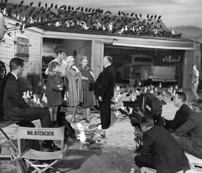 Birds On The Set Of The Birds