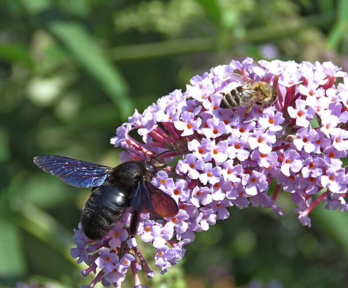 Summer Lilac With Friends