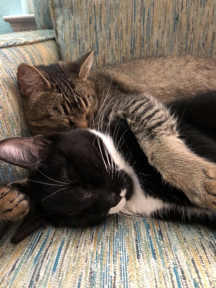 Claudia Likes To Keep A Protective Arm Around Pizzazz While They Nap (Usually In My Favorite Chair)