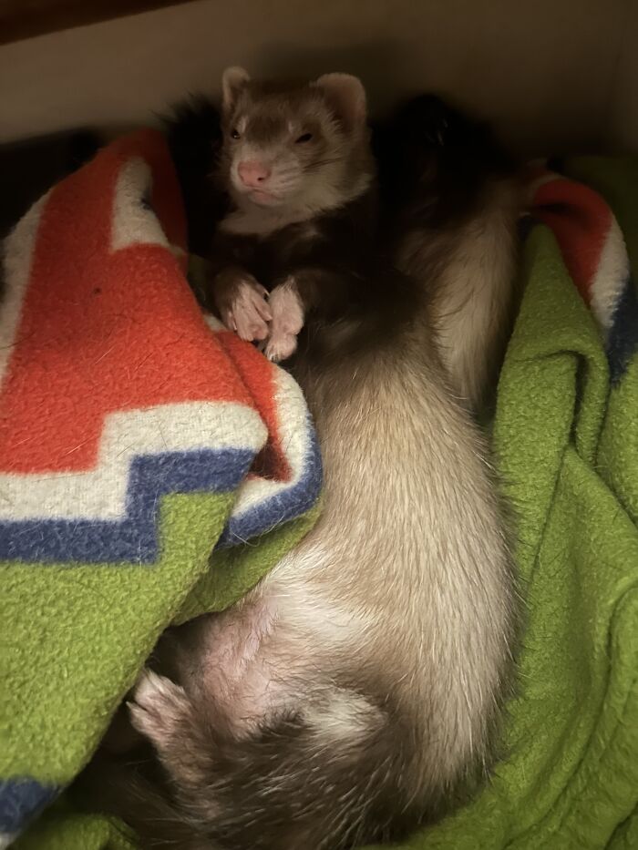 Waffles Thinks She’s A Cat Sometimes, Does That Count?