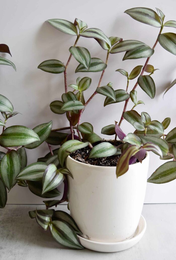 Inch plant in a white pot on a table