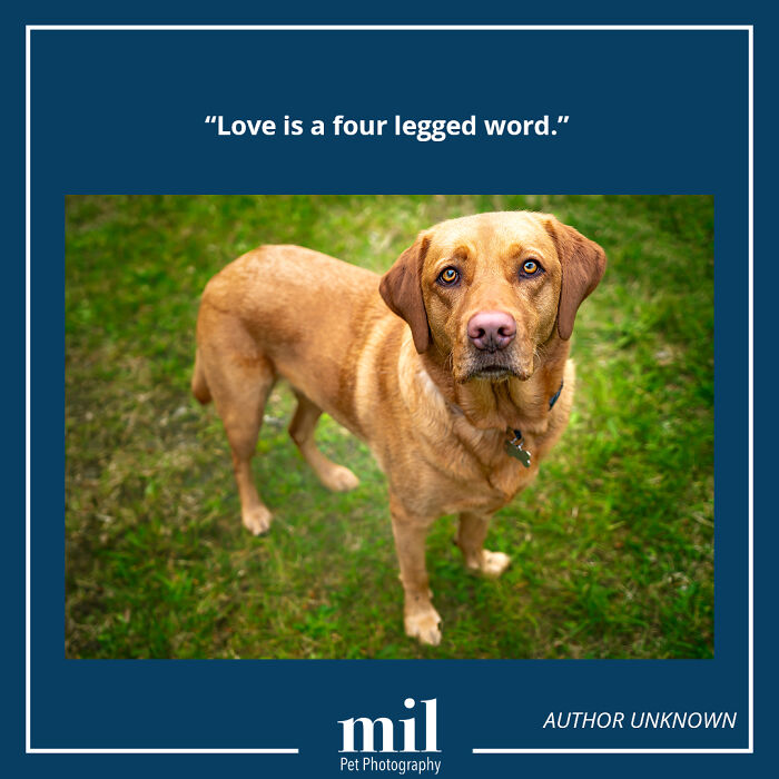 A picture of a dog with a motivational quote