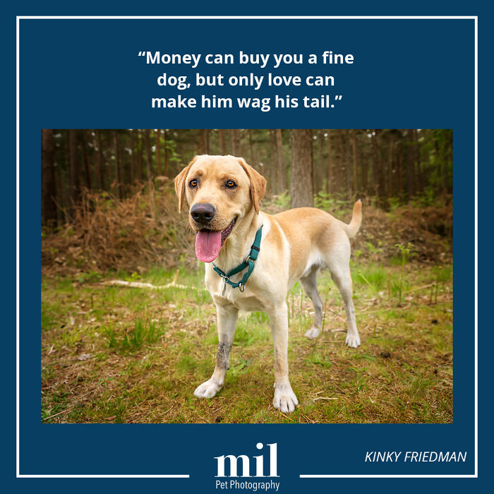 A picture of a dog with a motivational quote