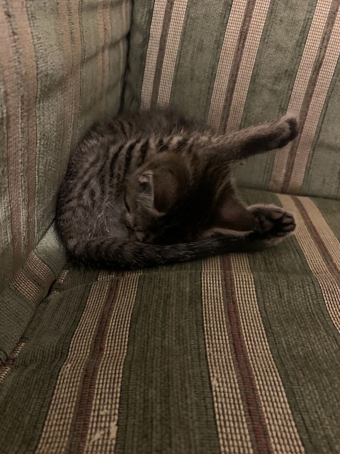 Not My Cat, My Daughter Fosters Kittens