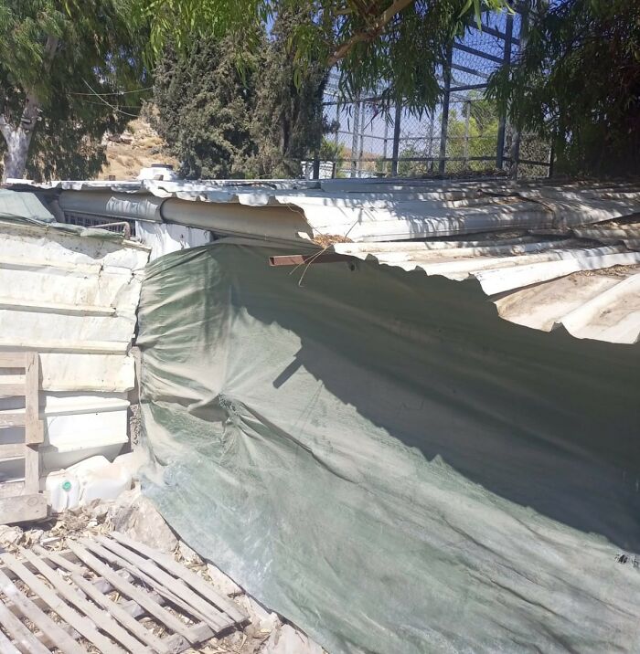 The Shocking Reality Of Animals In War Zones: How We Are Helping Animal Shelters In Gaza-Israel War