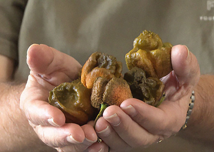 Man Crossbreeds Carolina Reaper With "Brutally Hot" Mystery Pepper, Beats His Own Guinness World Record