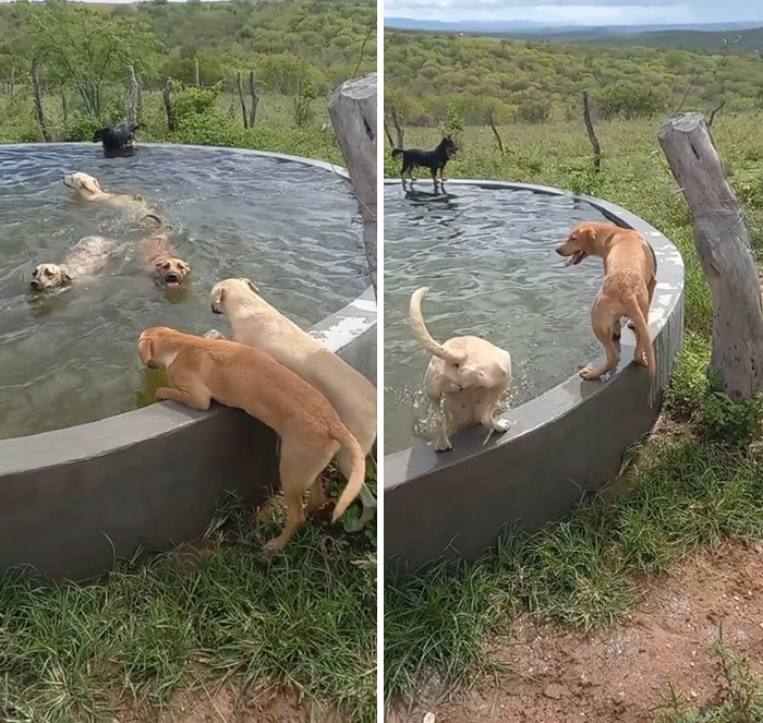 This Man Rescues Dogs In His Area And Decided To Build A Pool For The 27 He Has In His Care