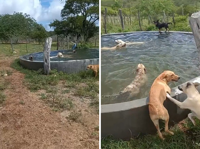 This Man Rescues Dogs In His Area And Decided To Build A Pool For The 27 He Has In His Care