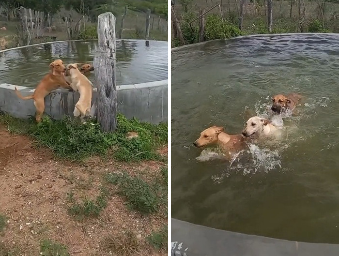This Man Rescues Dogs In His Area And Decided To Build A Pool For The 27 He Has In His Care