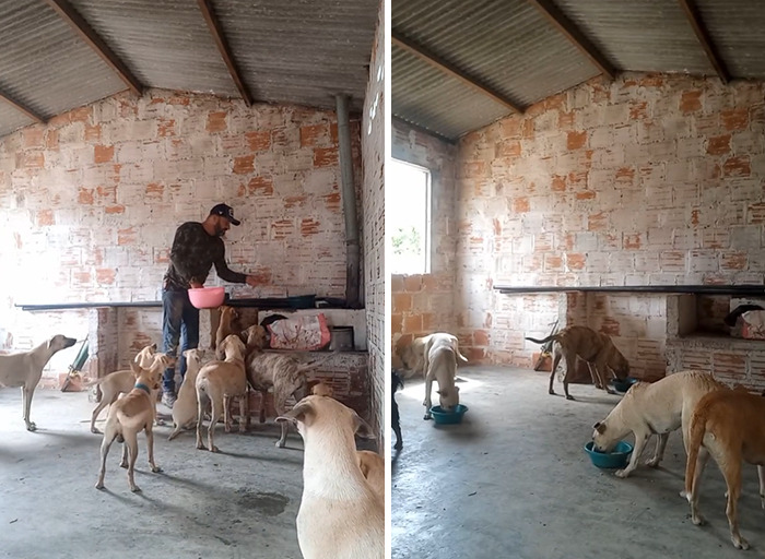 This Man Rescues Dogs In His Area And Decided To Build A Pool For The 27 He Has In His Care