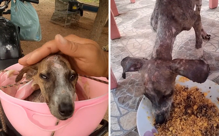 This Man Rescues Dogs In His Area And Decided To Build A Pool For The 27 He Has In His Care