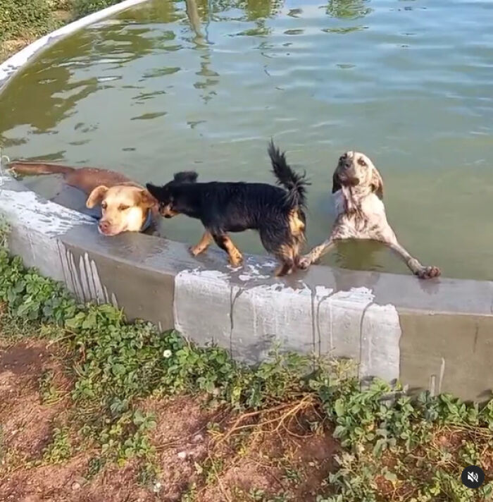 This Man Rescues Dogs In His Area And Decided To Build A Pool For The 27 He Has In His Care