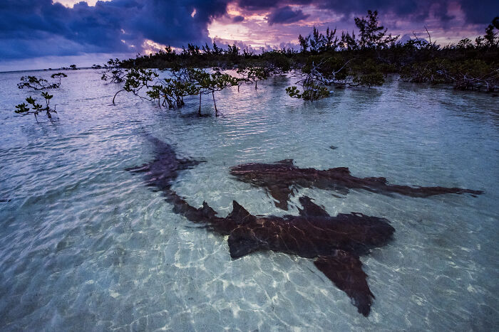 Mangrove Action Awards Sharks