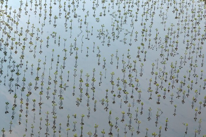 Mangrove Action Awards Plants