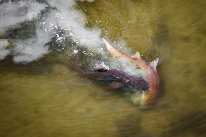 Mangrove Action Awards Mating Sharks