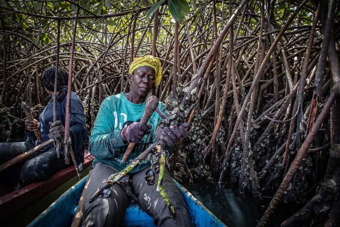 Mangrove Action Awards Clams