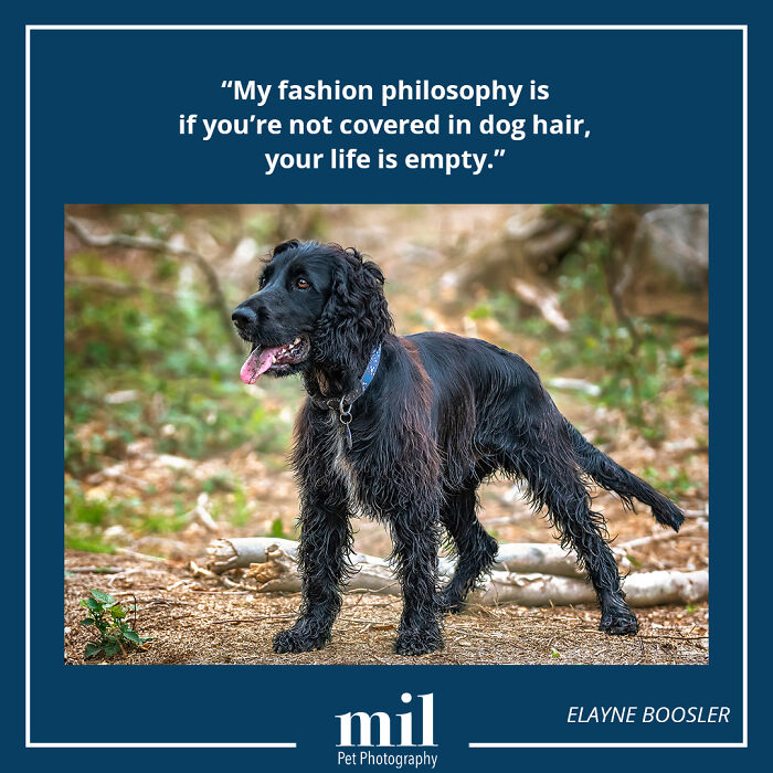 A picture of a dog with a motivational quote