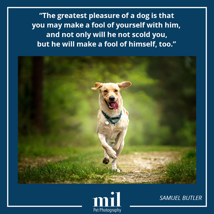 A picture of a dog with a motivational quote