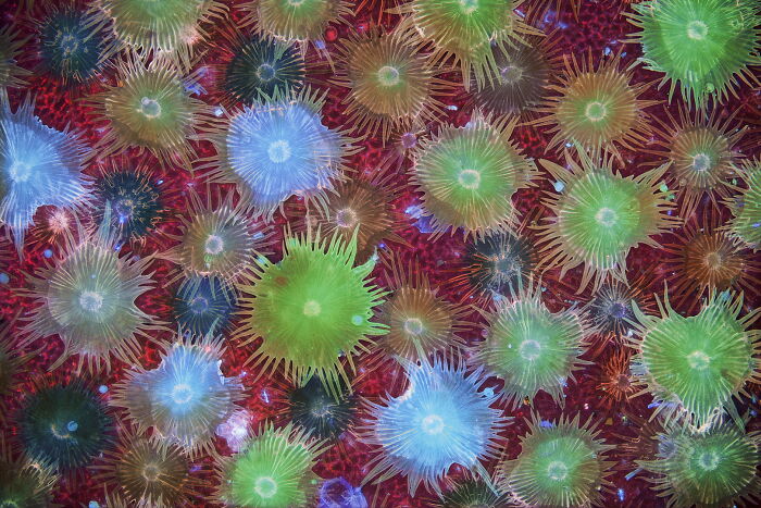 5th Place - Dr. David Maitland