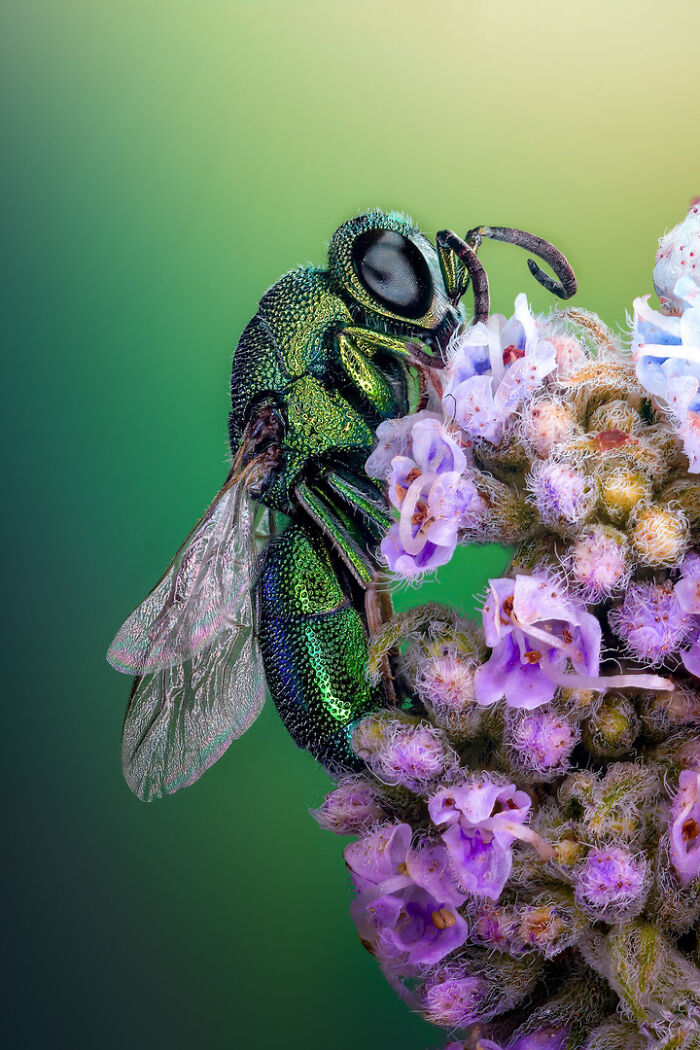 12th Place - Sherif Abdallah Ahmed