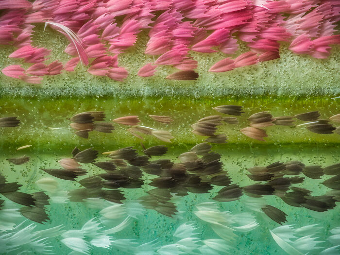 17th Place - Yuan Ji