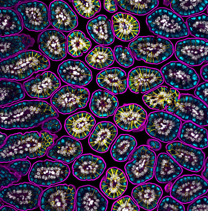 Honorable Mention - Dr. Amy Engevik