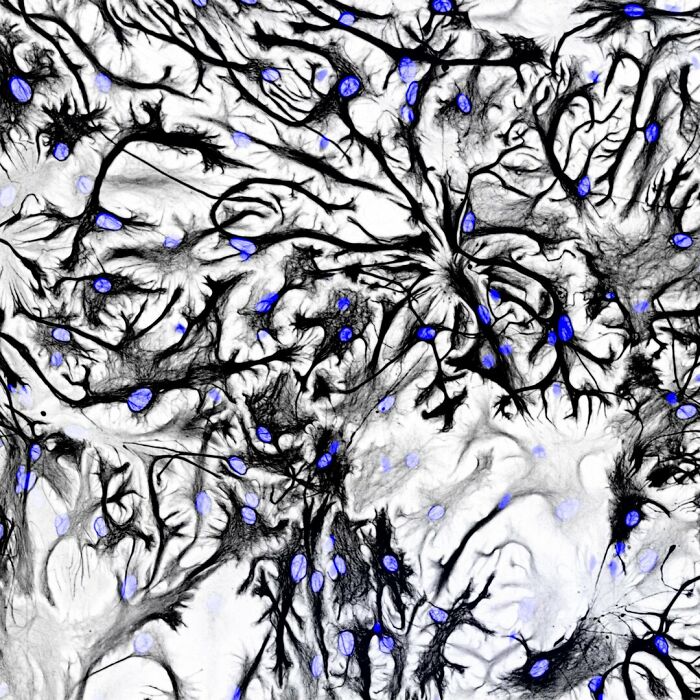 Honorable Mention - Dr. Bas Van Bommel