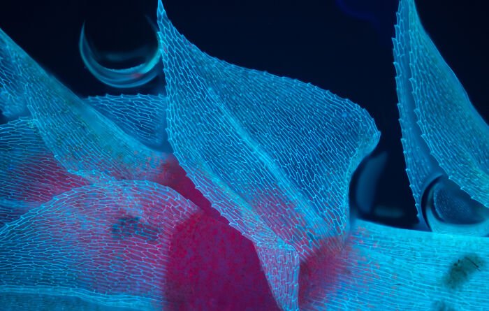 Honorable Mention - Travis Wagner