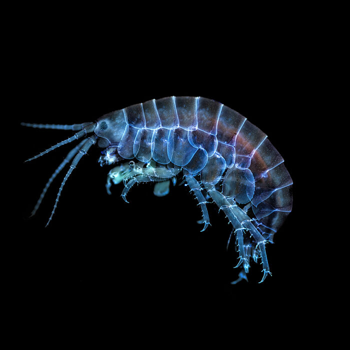 Image Of Distinction - Taylor Bell