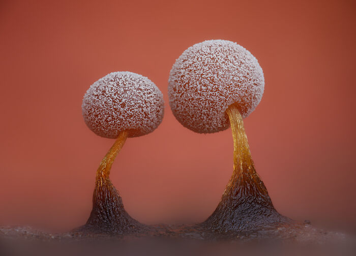 Image Of Distinction - Timothy Boomer