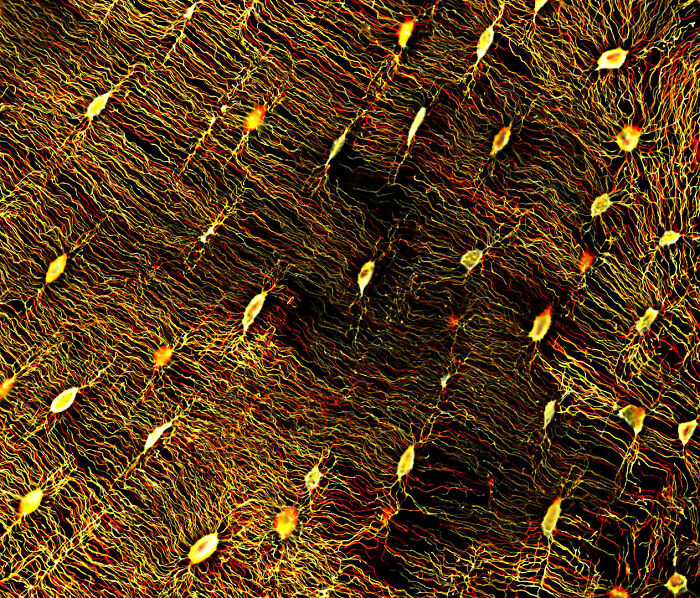 Image Of Distinction - Dr. Michael John Bridge And Michael Sieverts