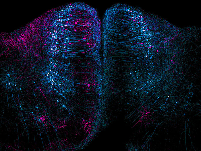 Image Of Distinction - Nikky Corthout And Alex Calzoni