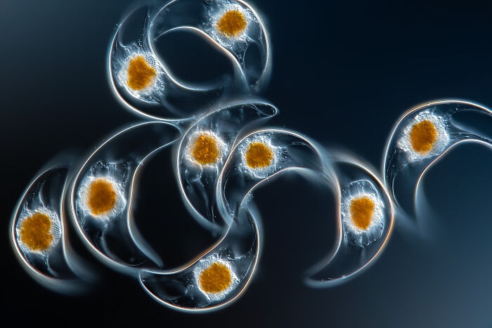 Image Of Distinction - Frank Fox