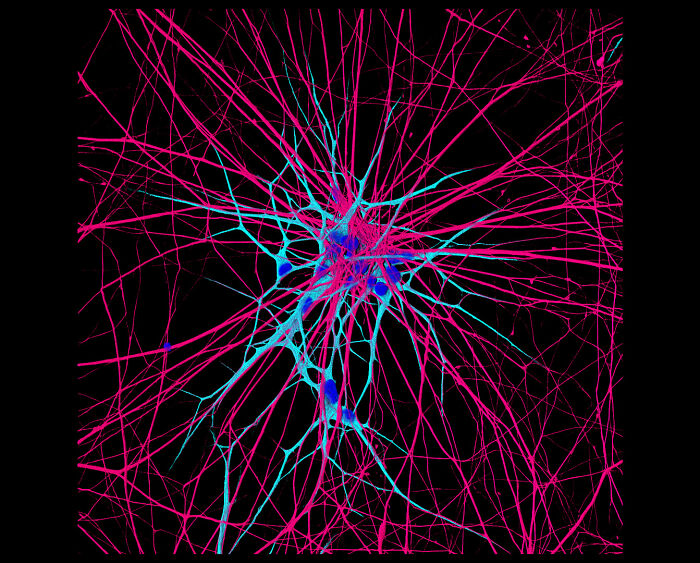 Image Of Distinction - Dr. Saikat Ghosh And Dr. Juan S. Bonifacino