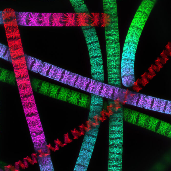 Image Of Distinction - Dr. Thomas G.w. Graham