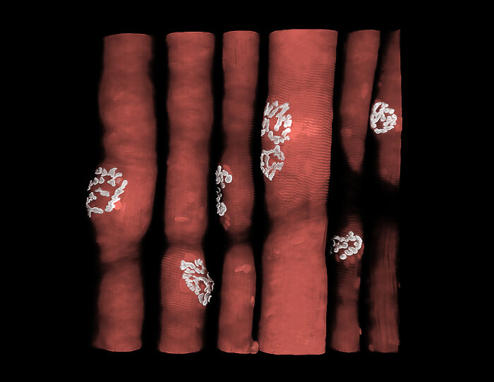 Image Of Distinction - Daniel B. Hoffman And Dr. Jacob Sorensen