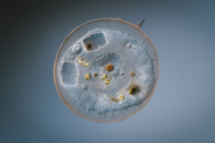 Image Of Distinction - Dr. Håkan Kvarnström