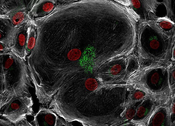 Image Of Distinction - Dr. Francisco Lázaro-Diéguez