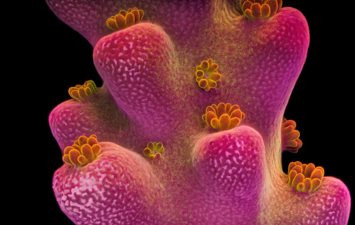 Image Of Distinction - Dr. Pichaya Lertvilai