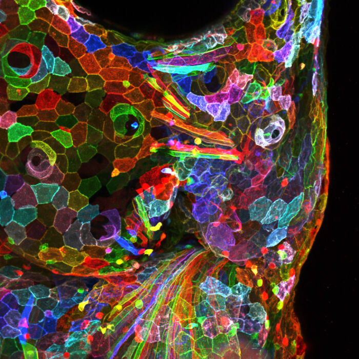 Image Of Distinction - Dr. Yu-Hsiu Liu