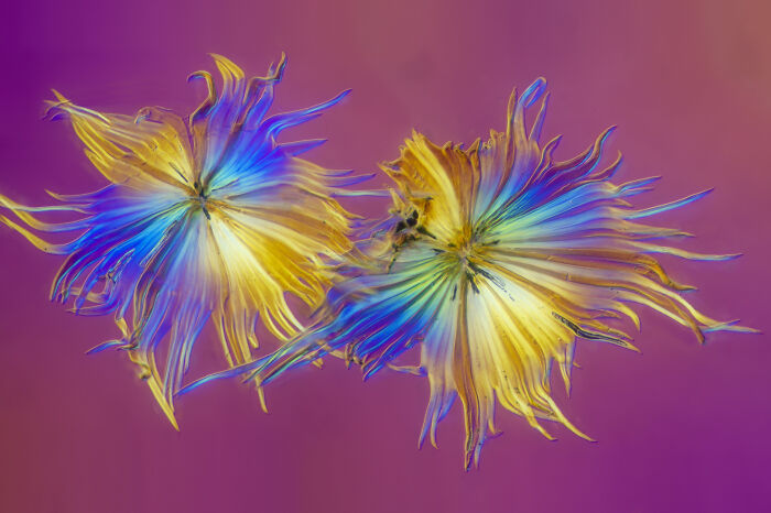 Image Of Distinction - Walter Machielsen