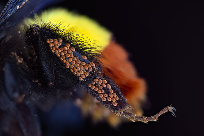 Image Of Distinction - Amir Maqbool