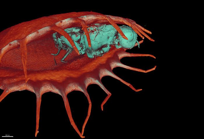 Image Of Distinction - Dr. Simon Frederik Merz, Dr. Lea Bornemann And Dr. Ewa Patrycja Smajek
