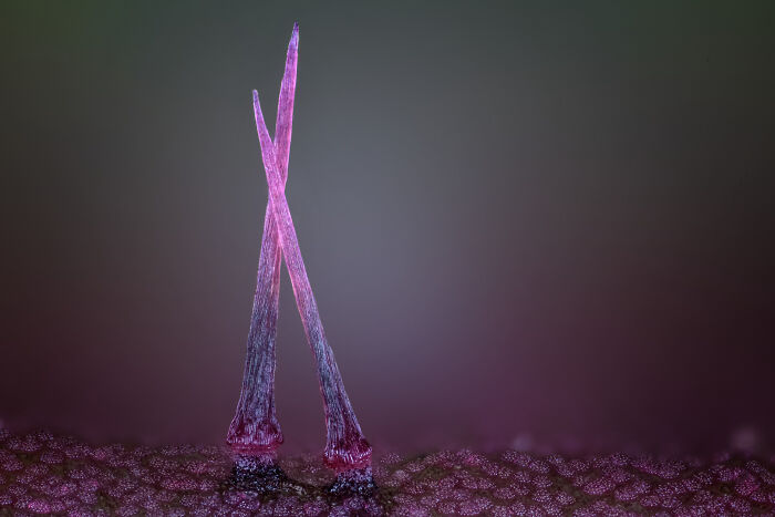 Image Of Distinction - Ángel Navarro Gómez