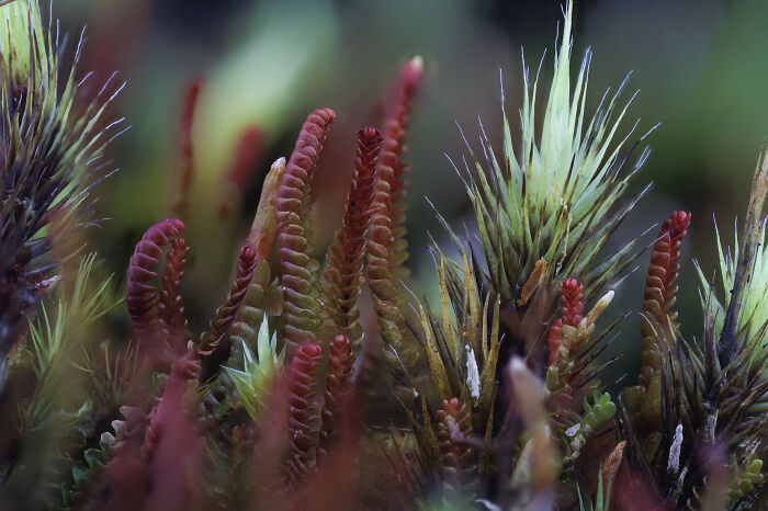 Image Of Distinction - Foo Yong Ng